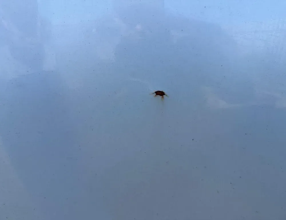 DODGE Charger LD (2010-2024) Δεξιά Εμπρός Πόρτα 35020714